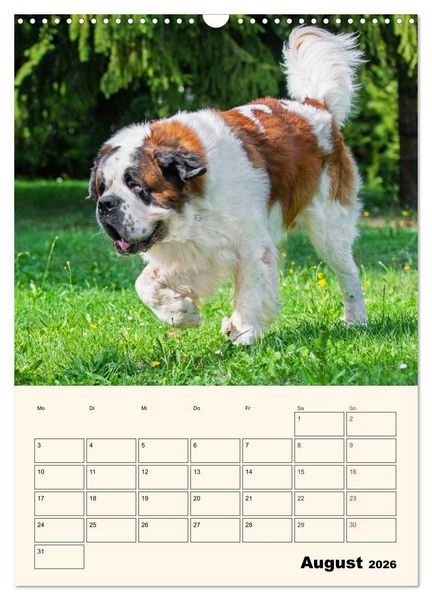 Produktbild: Bernhardiner - Mit dem St. Bernhardshund durch das Jahr (Wandkalender 2026 DIN A3 hoch), CALVENDO Monatskalender