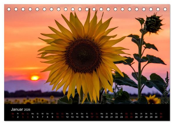 Produktbild: Blumen der Sonne (Tischkalender 2026 DIN A5 quer), CALVENDO Monatskalender