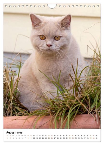 Produktbild: bezaubernde Britisch Kurzhaar Katzen (Wandkalender 2026 DIN A4 hoch), CALVENDO Monatskalender