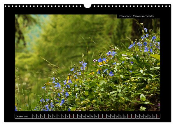 Produktbild: Alpine Flora in der Hom&ouml;opathie (Wandkalender 2026 DIN A3 quer), CALVENDO Monatskalender
