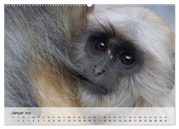 Produktbild: Faszination Affen. Kobolde zum Verlieben (Wandkalender 2026 DIN A2 quer), CALVENDO Monatskalender