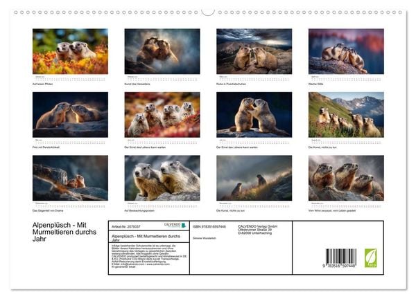 Produktbild: Alpenpl&uuml;sch - Mit Murmeltieren durchs Jahr (hochwertiger Premium Wandkalender 2026 DIN A2 quer), Kunstdruck in Hochglanz