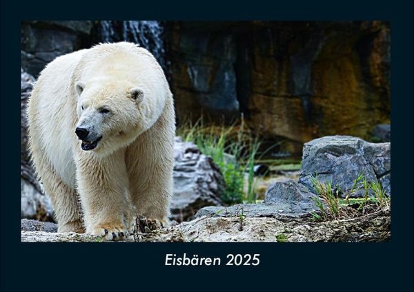 Produktbild: Eisb&auml;ren 2025 Fotokalender DIN A4