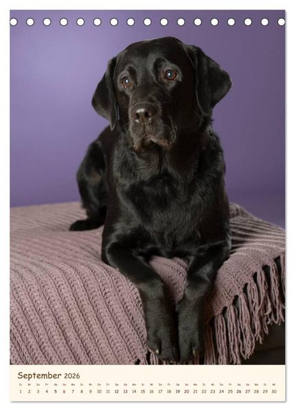 Produktbild: Labrador Retriever (Tischkalender 2026 DIN A5 hoch), CALVENDO Monatskalender
