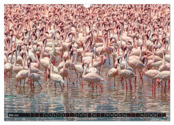 Produktbild: Auf Safari in Kenia 2026 (Wandkalender 2026 DIN A3 quer), CALVENDO Monatskalender