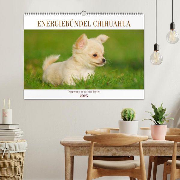 Produktbild: Enegieb&uuml;ndel Chihuahua - Temperament auf vier Pfoten (Wandkalender 2026 DIN A2 quer), CALVENDO Monatskalender