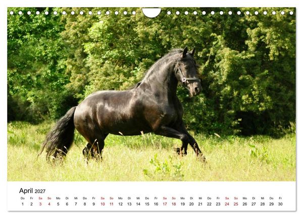 Produktbild: Friesen - Kraft und Eleganz (Wandkalender 2027 DIN A4 quer), CALVENDO Monatskalender