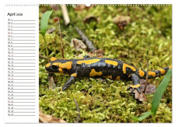 Produktbild: Amphibien und Reptilien (hochwertiger Premium Wandkalender 2026 DIN A2 quer), Kunstdruck in Hochglanz