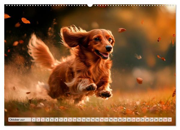 Produktbild: Lieblingshund Dackel (hochwertiger Premium Wandkalender 2027 DIN A2 quer), Kunstdruck in Hochglanz