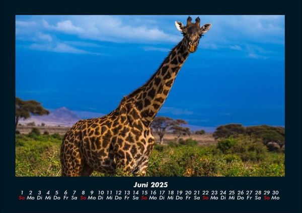 Produktbild: Giraffen 2025 Fotokalender DIN A4