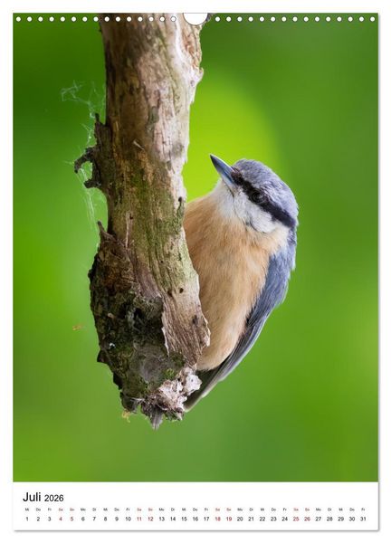 Produktbild: Heimische V&ouml;gel in Ihren G&auml;rten (Wandkalender 2026 DIN A3 hoch), CALVENDO Monatskalender