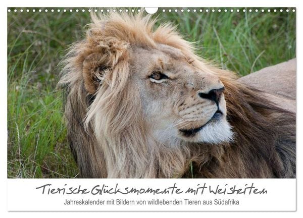 Produktbild: Tierische Gl&uuml;cksmomente mit Weisheiten (Wandkalender 2026 DIN A3 quer), CALVENDO Monatskalender