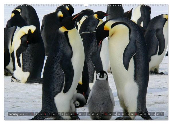 Produktbild: Penguins Unique and amazing birds (High Quality Premium Wall Calendar 2026 DIN A2 landscape),CALVENDO 12 Month Wall Calendar