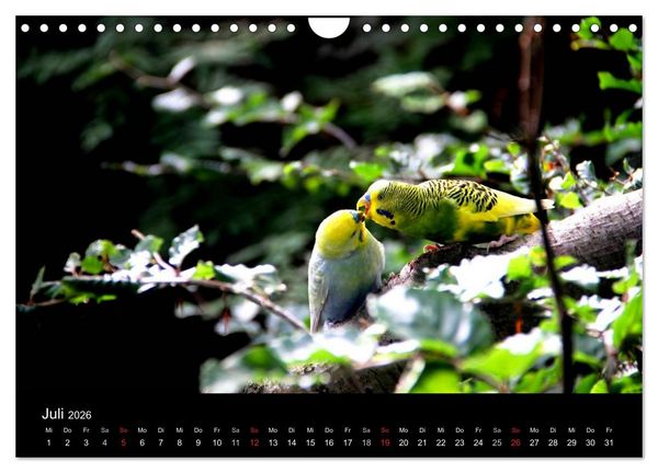Produktbild: Wellensittiche - Naturkalender (Wandkalender 2026 DIN A4 quer), CALVENDO Monatskalender