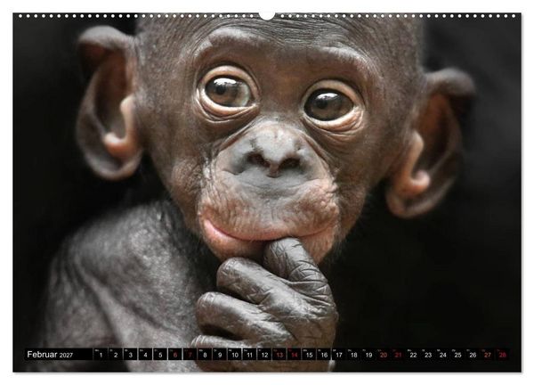 Produktbild: MENSCHEN-AFFEN-KINDER (hochwertiger Premium Wandkalender 2027 DIN A2 quer), Kunstdruck in Hochglanz