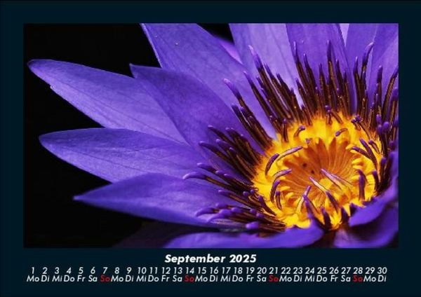Produktbild: Rosen-Kalender 2025 Fotokalender DIN A5