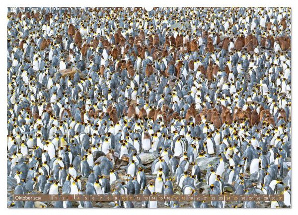 Produktbild: Pinguine: Gehupft wie gesprungen (Wandkalender 2026 DIN A2 quer), CALVENDO Monatskalender