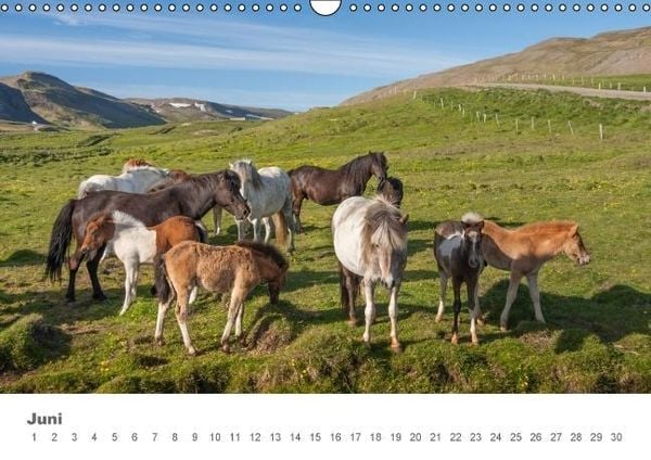 Produktbild: Islandpferde: Gef&auml;hrten der Wikinger (Wandkalender immerw&auml;hrend DIN A3 quer)