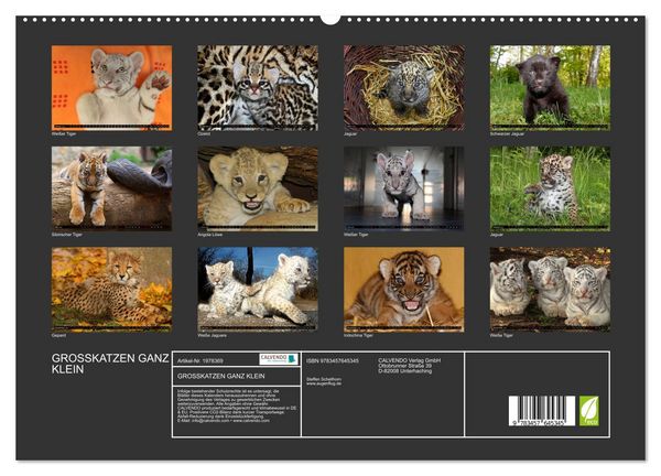 Produktbild: GROSSKATZEN GANZ KLEIN (Wandkalender 2026 DIN A2 quer), CALVENDO Monatskalender