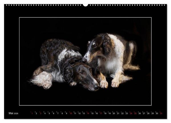 Produktbild: Windhunde - Schnelle Sch&ouml;nheiten (Wandkalender 2026 DIN A2 quer), CALVENDO Monatskalender