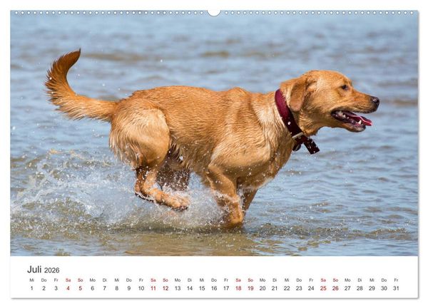 Produktbild: Freunde auf vier Pfoten am Strand (Wandkalender 2026 DIN A2 quer), CALVENDO Monatskalender