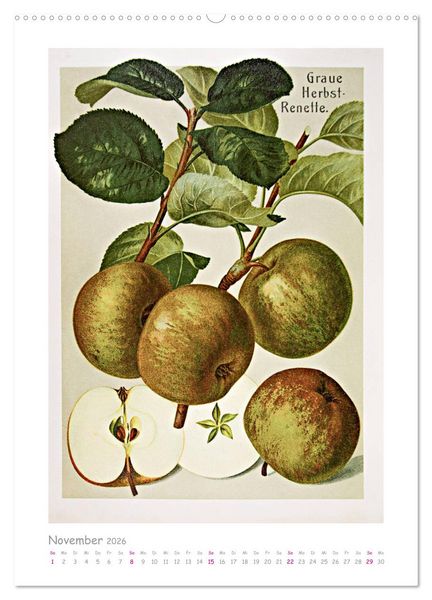 Produktbild: &Auml;pfel/Appels. Alte ostfriesische Sorten (hochwertiger Premium Wandkalender 2026 DIN A2 hoch), Kunstdruck in Hochglanz