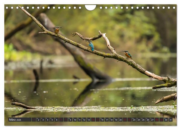 Produktbild: Das Paradies Donaudelta (Wandkalender 2026 DIN A4 quer), CALVENDO Monatskalender