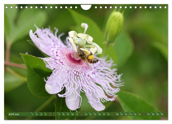 Produktbild: La beaut&eacute; des fleurs (Calendrier mural 2026 DIN A4 vertical), CALVENDO calendrier mensuel