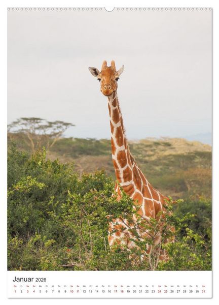 Produktbild: Giraffe - Bemerkenswerte Tiere. (hochwertiger Premium Wandkalender 2026 DIN A2 hoch), Kunstdruck in Hochglanz