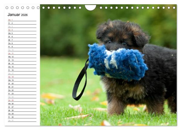 Produktbild: Deutscher Sch&auml;ferhund - Welpen (Wandkalender 2026 DIN A4 quer), CALVENDO Monatskalender