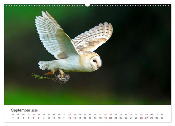 Produktbild: Eulen - Wachsame und geheimnisvolle Augen (hochwertiger Premium Wandkalender 2026 DIN A2 quer), Kunstdruck in Hochglanz