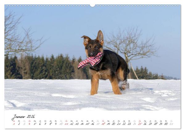 Produktbild: Sch&auml;ferhunde Seelenhunde (Wandkalender 2026 DIN A2 quer), CALVENDO Monatskalender