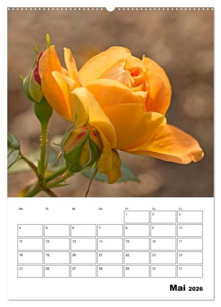 Produktbild: Zauberhafte Rosen (hochwertiger Premium Wandkalender 2026 DIN A2 hoch), Kunstdruck in Hochglanz