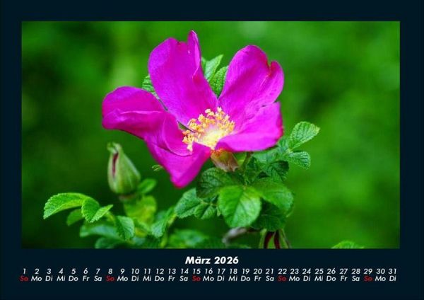 Produktbild: Rosen-Kalender 2026 Fotokalender DIN A4
