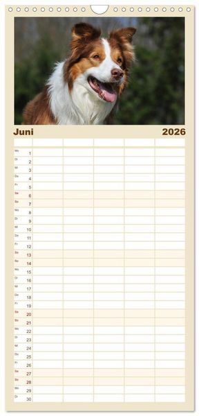 Produktbild: Familienplaner 2026 - Border Collie 2026 mit 5 Spalten (Wandkalender, 21 x 45 cm) CALVENDO