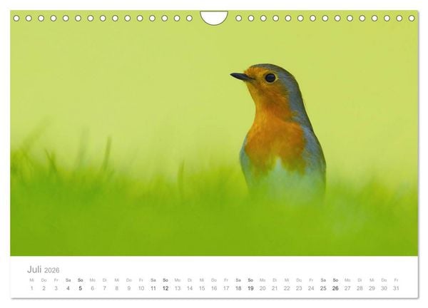 Produktbild: V&ouml;gel in unseren G&auml;rten 2026 (Wandkalender 2026 DIN A4 quer), CALVENDO Monatskalender