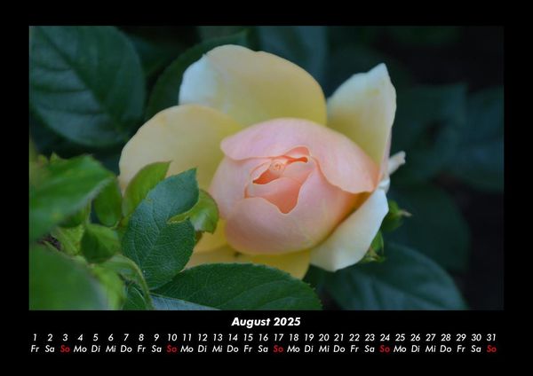 Produktbild: Rosentraum 2025 Fotokalender DIN A3