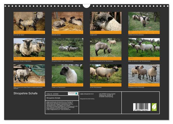 Produktbild: Shropshire Schafe (Wandkalender 2026 DIN A3 quer), CALVENDO Monatskalender