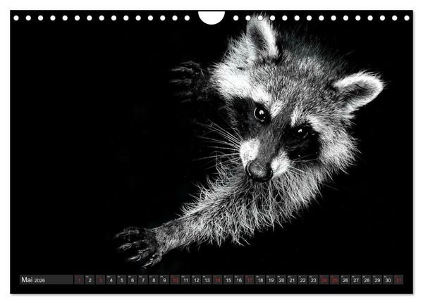 Produktbild: Besuch vom Waschb&auml;r (Wandkalender 2026 DIN A4 quer), CALVENDO Monatskalender