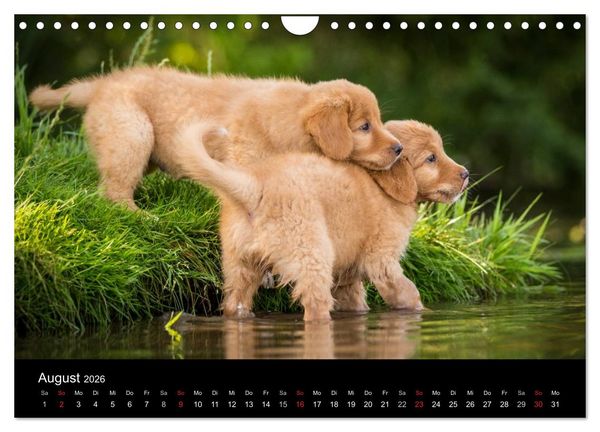 Produktbild: Toller - Nova Scotia Duck Tolling Retriever (Wandkalender 2026 DIN A4 quer), CALVENDO Monatskalender