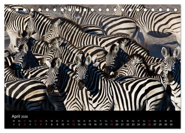 Produktbild: Zebras - Faszination der Streifen (Tischkalender 2026 DIN A5 quer), CALVENDO Monatskalender