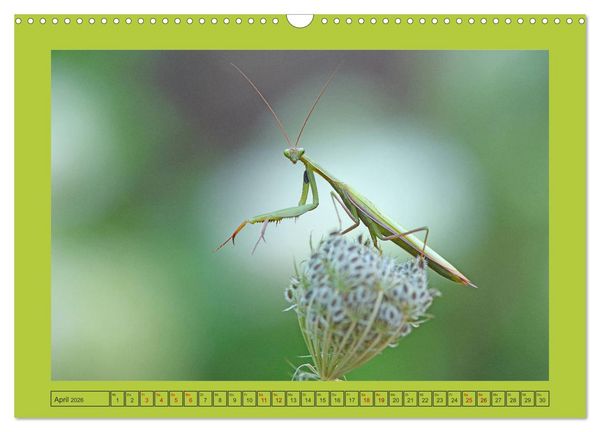 Produktbild: Die Gottesanbeterin Mantis Religiosa (Wandkalender 2026 DIN A3 quer), CALVENDO Monatskalender