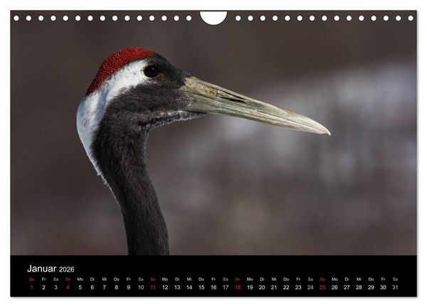 Produktbild: Mandschurenkraniche (Wandkalender 2026 DIN A4 quer), CALVENDO Monatskalender
