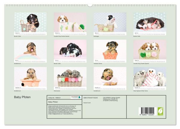 Produktbild: Baby Pfoten (hochwertiger Premium Wandkalender 2026 DIN A2 quer), Kunstdruck in Hochglanz