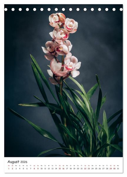 Produktbild: Orchideen Zauber (Tischkalender 2026 DIN A5 hoch), CALVENDO Monatskalender