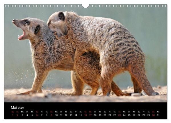 Produktbild: Erdm&auml;nnchen - Tierkinder (Wandkalender 2027 DIN A3 quer), CALVENDO Monatskalender