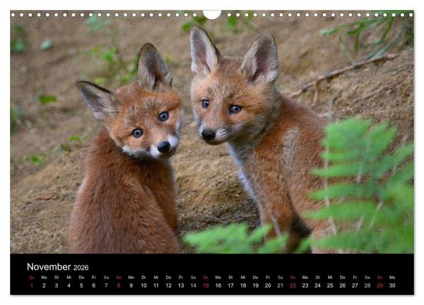 Produktbild: Ein Blick in Reinekes Kinderstube (Wandkalender 2026 DIN A3 quer), CALVENDO Monatskalender