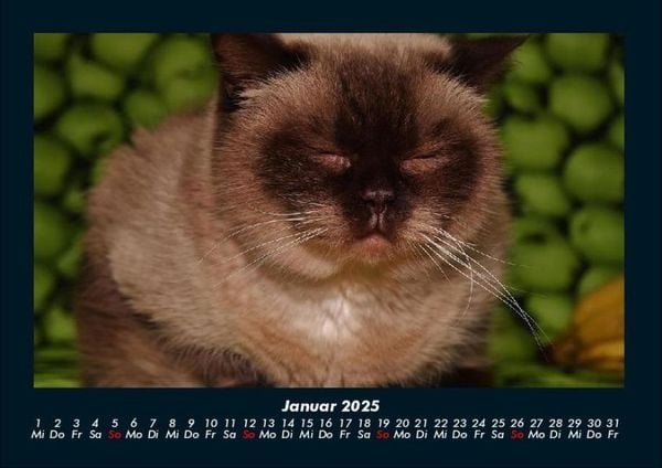 Produktbild: F&uuml;r Katzenfreunde 2025 Fotokalender DIN A4