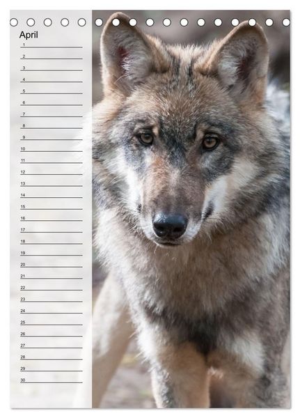 Produktbild: Der Wolf - Isegrim in den heimischen W&auml;ldern - Kalender 2026 (Tischkalender 2026 DIN A5 hoch), CALVENDO Monatskalender