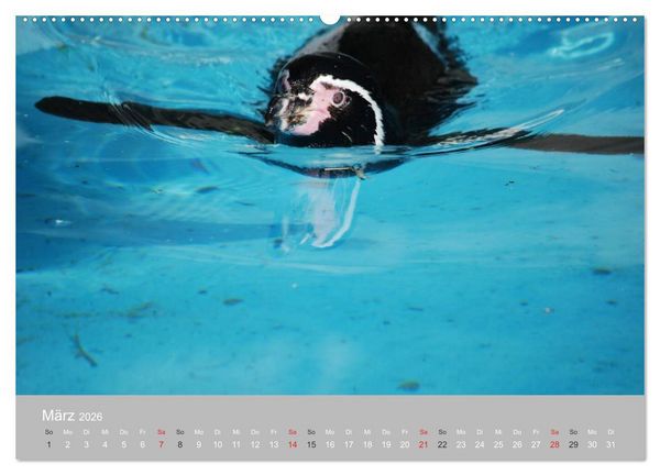 Produktbild: Pinguine 2026 (Wandkalender 2026 DIN A2 quer), CALVENDO Monatskalender